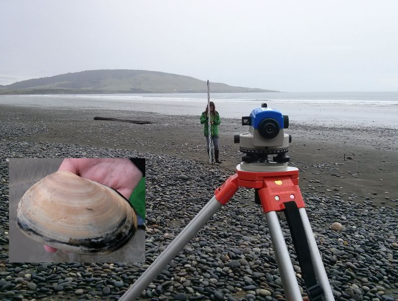 Toheroa at Orepuki beach