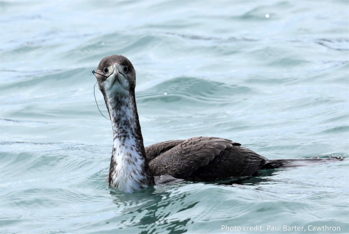 Pied shag in Nelson harbour with embedded fishing line
and hook.