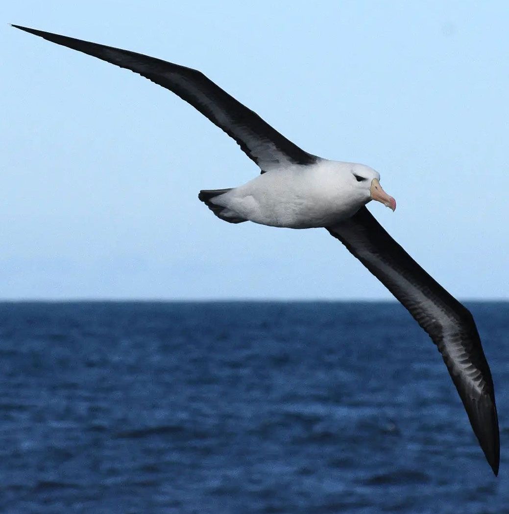 Black-browed albatross breed on the Falkland Islands/Islas Malvinas in large colonies. They are seen around the New Zealand coast, particularly in winter. Image [Maxi Hernandez](https://www.instagram.com/mardelplata_shooting/).