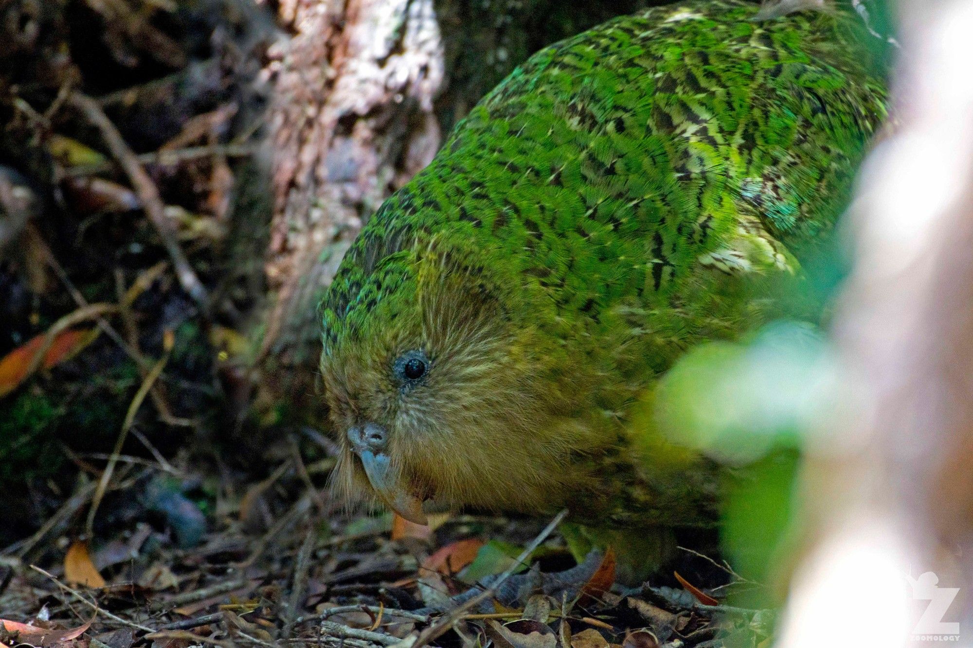 Kākāpō are the world's only flightless, nocturnal parrot. Image: Tom Miles)