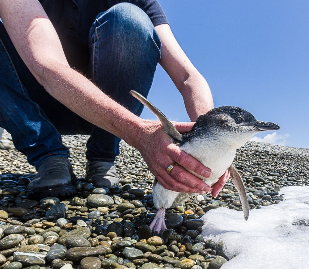 Dragonfly Data Science - Partnering for blue penguin
