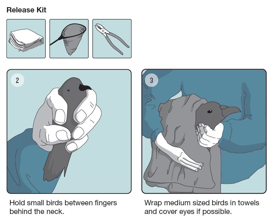 Detail of seabird safe release poster
