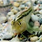 A Common Triplefin
