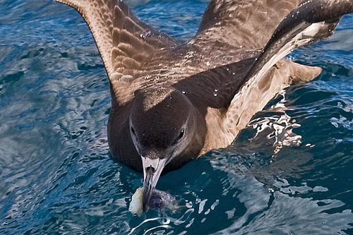 Flesh-footed shearwater taking a bait, in the Hauraki Gulf. 