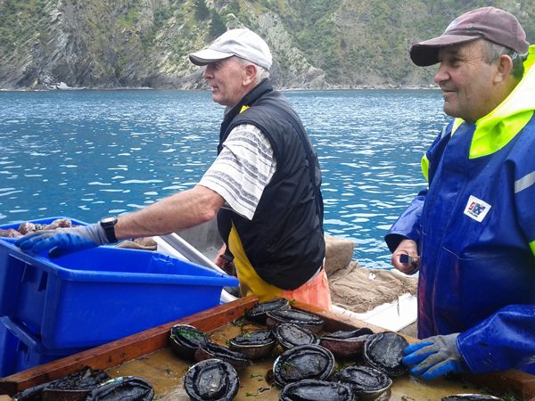 Dave Baker (left) sorting pāua on his boat in the Marlborough Sounds