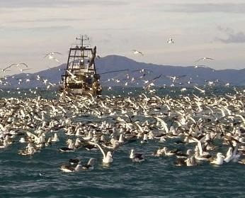 Seabirds behind a fishing trawler