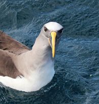Buller's albatross