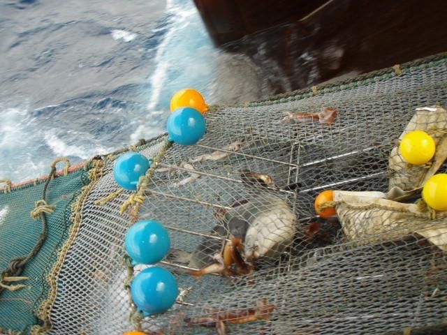 Female sea lion caught in the Auckland Island squid fishery in April 2009. 