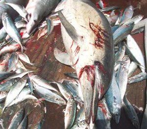 Common dolphin caught in the mackerel trawl fishery