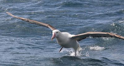 Northern royal albatross